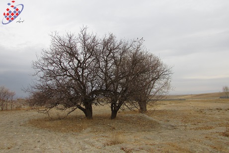 آلانا - آلانق - Alana - Tofigh Vahidi Azar - Autumn Tree - درخت - پائیزی - توفیق وحیدی آذر